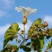 Bindweed 120707